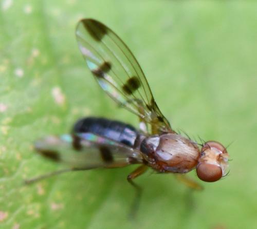 Réf. 265 497 : Geomyza tripunctata